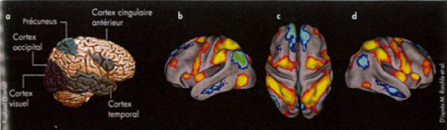 Les zones activées lors de l’état hypnotique sous-entendent que les sujets voient, sentent et bougent en se remémorant un souvenir,